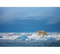 Jigsaw Puzzle 1000 Pieces Polar Steps Polar Bear in the Wild Photo Family Fun Jigsaws Puzzles 1000 Pieces for Adults Gifts Challenging Puzzle Games