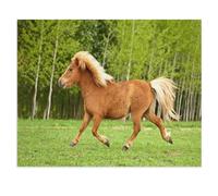 Jigsaw Puzzle 1000 Pieces，Pony Trotting in a Summer Meadow，wooden Children Toys Decompression Game（75x50cm）-U58