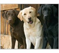 Jigsaw Puzzle 1000 Pieces Puppy Dog Labrador Retriever Dogs Puppies Family Fun Jigsaws Puzzles 1000 Pieces for Adults Gifts Challenging Puzzle Games