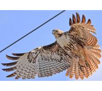 Jigsaw Puzzle 1000 Pieces RED TAILED HAWK GLOSSY POSTER PICTURE PHOTO PRINT birds of prey american Family Fun Jigsaws Puzzles 1000 Pieces for Adults Gifts Challenging Puzzle Games