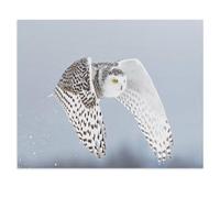 Jigsaw Puzzle 1000 Pieces，Snowy Owl, Bubo scandiacus, Takes Off and Flies Hunting Over a Field, Ottawa, Canada，wooden Children Toys Decompression Game（75x50cm）-V78