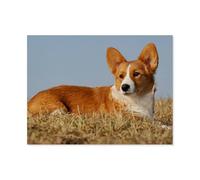 Jigsaw Puzzle 1000 Pieces，Welsh Corgi，Large Family Puzzle Game Artwork for Adults Teens（38x26cm）-AP38