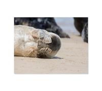 Jigsaw Puzzle 1000 Pieces，Where is the little seal?，wooden Children Toys Decompression Game（75x50cm）-E98