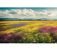 Jigsaw Puzzle 200 Piece, Summer Meadow Wildflowers Hills Clouds Landscape Brain Challenge Jigsaw Puzzle499 35x25CM