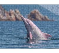 Jigsaw Puzzle 2000 Piece, Dolphins Are Cute Puzzles for Adults Puzzle Games Educational Game Jigsaws Puzzles for Adults, Fun Challenging Family Game Activities, for Wall Decor Gifts R1KH-270