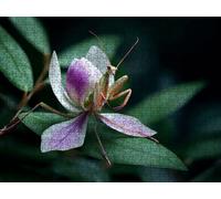 Jigsaw Puzzle 2000 Piece, Flower Praying Mantis Puzzles for Adults Puzzle Games Educational Game Jigsaws Puzzles for Adults, Fun Challenging Family Game Activities, for Wall Decor Gifts R1KH-416