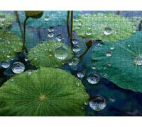 Jigsaw Puzzle 2000 Piece, Lotus Leaf Water Droplets Puzzles for Adults Puzzle Games Educational Game Jigsaws Puzzles for Adults, Fun Challenging Family Game Activities, for Wall Decor Gifts R1KH-281