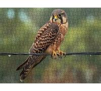 Jigsaw Puzzle 2000 Piece, Red Falcon Bird Puzzles for Adults Puzzle Games Educational Game Jigsaws Puzzles for Adults, Fun Challenging Family Game Activities, for Wall Decor Gifts R1KH-316