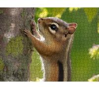 Jigsaw Puzzle 2000 Piece, Squirrels Are Cute Puzzles for Adults Puzzle Games Educational Game Jigsaws Puzzles for Adults, Fun Challenging Family Game Activities, for Wall Decor Gifts R1KH-843