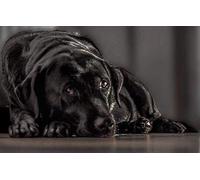 Jigsaw Puzzle 2000 Pieces of Puzzle Paint by Numbers Black Labrador Dog DIY Unique Modern Gift Home Decor Art 100x70cm