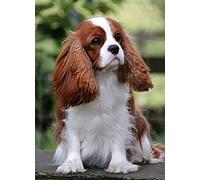 Jigsaw Puzzle 500 Piece Cavalier King Charles Spaniel Dog Jigsaw Puzzle 500 Piece Art Skill Game For The Whole Family, Colorful Placement Game 52x38CM