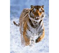 Jigsaw Puzzle - 500 Pieces - Tiger in the Snow