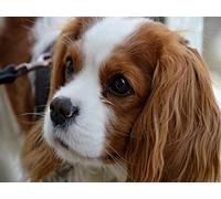 Jigsaw Puzzle Cavalier King Charles Spaniel 1000 Pieces, for Friends 70x50CM