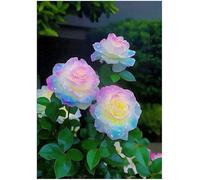 Jigsaw puzzle for adult, Rainbow Rose (G ; 1000 Piece)