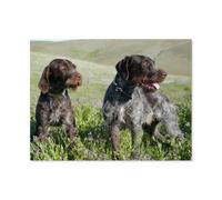 Jigsaw Puzzle for Adults 1000 Piece，German Shorthaired Pointer，DIY Paper Puzzle for Youth Children Development Toys Thick Sturdy Hard Challenging Difficult（38x26cm）-F47