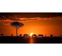 Jigsaw Puzzle For Adults 2000 Pieces, Africa Kenya Safari,Sunset Silhouette Puzzle Games Home Decor Gifts 100x70cm