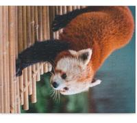 Jigsaw Puzzle for Adults Animal Captivating Red Panda - Wildlife Nature for Youthren Art Wooden Difficult Challenging Toys Unique Gift Intellectual Game_1000pcs