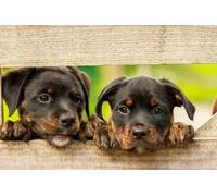 Jigsaw Puzzle for Adults Bernese Mountain Dogs Challenging Fun Family Game Decompress Toys Adults Home Decoration Colorful Puzzle Unique Gifts for Dog Lovers_300pcs