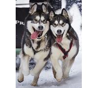 Jigsaw Puzzle for Adults Iditarod Alaska Sled Dog Heritage Giclee Art from Original by Artist Joanne Kollman for Beginners Learning Puzzle Puzzle Boys and Girls Toys_1000pcs