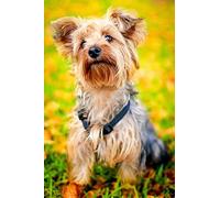 Jigsaw Puzzle Puppy York Yorkshire Terrier 1000 Puzzle Pieces 70x50CM