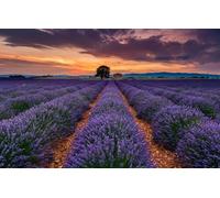 Jigsaw Puzzles 100 Pieces for Adults jigsaw puzzles for adults 100, Field, Tree, France, Lavender, Provence 45,5x35,5CM