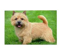 Jigsaw Puzzles 100 Pieces Norwich Terrier Dogs Lawn Dogs Fluffy Dogs Pets Jigsaw Toy Family Game Wall Decor for Adults Teens 45,5x35,5CM