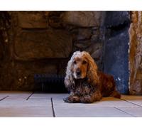 Jigsaw puzzles 1000 piece jigsaw puzzles for adults Challenging Game-Dog,english,cocker,spaniel,cocker,spaniel 70x50cm