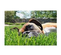Jigsaw Puzzles 1000 Pieces Boxer Dogs Green Grass Pets Lawn Dogs Jigsaw Toy Family Game Wall Decor for Adults Teens 50x70CM