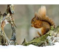 Jigsaw Puzzles 1000 Pieces for Adults -Winter,red,hair,squirrel 70x50cm