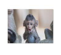 Jigsaw Puzzles 1000 Pieces Paper Assembling Picture，A cute monkey living in the forest, Thailand，Adults Games Educational Toys（38x26cm）-K41