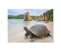 Jigsaw Puzzles 1000 Pieces Paper Assembling Picture，Aldabra Giant Tortoise on Curieuse，Adults Games Educational Toys（50x70cm）-Z69