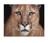 Jigsaw Puzzles 1000 Pieces Paper Assembling Picture，In the Eyes of a Puma，Adults Games Educational Toys（38x26cm）-U1