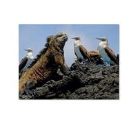 Jigsaw Puzzles 1000 Pieces Paper Assembling Picture，Marine iguana & blue-footed booby, Galapagos, Ecuador，Adults Games Educational Toys（50x70cm）-G21