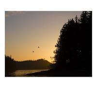 Jigsaw Puzzles 1500 Piece Gift for Men/Women-Bird,river,forests 87x57cm