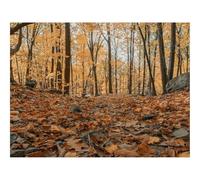 Jigsaw Puzzles 1500 Piece Gift for Men/Women-forests,autumn,trees 87x57cm