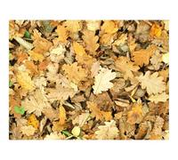 Jigsaw Puzzles 1500 Piece Gift for Men/Women-Leaves,Autumn,Fallen 87x57cm