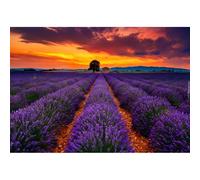 Jigsaw Puzzles 500(52x38cm) Pieces for Adults jigsaw puzzles for adults 100, Field, Tree, France, Lavender, Provence