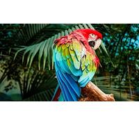 Jigsaw Puzzles - 500 Piece Creative Puzzles Macaw Colorful Bird 52x38CM