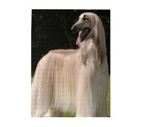 Jigsaw Puzzles 500 Pieces for Adults Families Puzzle Game for The Whole Challenging Puzzles,Afghan Hound
