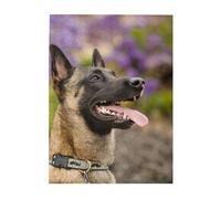 Jigsaw Puzzles 500 Pieces for Adults Families Puzzle Game for The Whole Challenging Puzzles,Belgian Malinois Pets Dogs Belgian Malinois