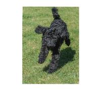Jigsaw Puzzles 500 Pieces for Adults Families Puzzle Game for The Whole Challenging Puzzles,Black Standard Poodle