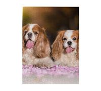 Jigsaw Puzzles 500 Pieces for Adults Families Puzzle Game for The Whole Challenging Puzzles,Cavalier King Charles Spaniel White Brown Dogs