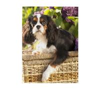 Jigsaw Puzzles 500 Pieces for Adults Families Puzzle Game for The Whole Challenging Puzzles,Cavalier King Charles Spaniel