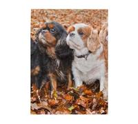 Jigsaw Puzzles 500 Pieces for Adults Families Puzzle Game for The Whole Challenging Puzzles,Cavalier King Charles Spaniel Autumn Puppies