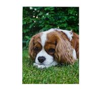 Jigsaw Puzzles 500 Pieces for Adults Families Puzzle Game for The Whole Challenging Puzzles,Cavalier King Charles Spaniel Brownish White