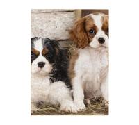 Jigsaw Puzzles 500 Pieces for Adults Families Puzzle Game for The Whole Challenging Puzzles,Cavalier King Charles Spaniel Small Puppies