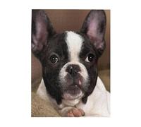 Jigsaw Puzzles 500 Pieces for Adults Families Puzzle Game for The Whole Challenging Puzzles,French Bulldog (2)