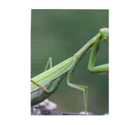 Jigsaw Puzzles 500 Pieces for Adults Families Puzzle Game for The Whole Challenging Puzzles,Green Praying-Mantis