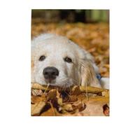 Jigsaw Puzzles 500 Pieces for Adults Families Puzzle Game for The Whole Challenging Puzzles,Lazy Dog Puppy Printed