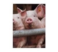 Jigsaw Puzzles 500 Pieces for Adults Families Puzzle Game for The Whole Challenging Puzzles,Pig